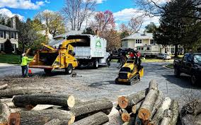 Why Choose Our Tree Removal Services in Springfield, NJ?